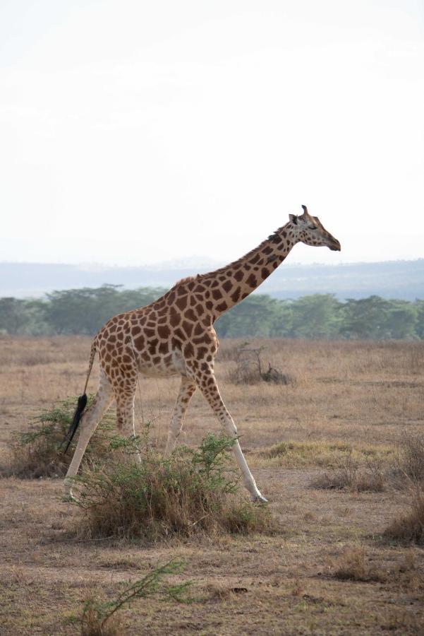 Sarova Lion Hill Game Lodge Nakuru Exterior foto