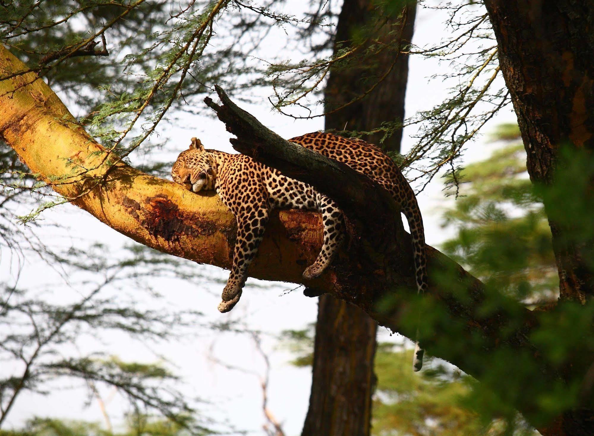 Sarova Lion Hill Game Lodge Nakuru Exterior foto