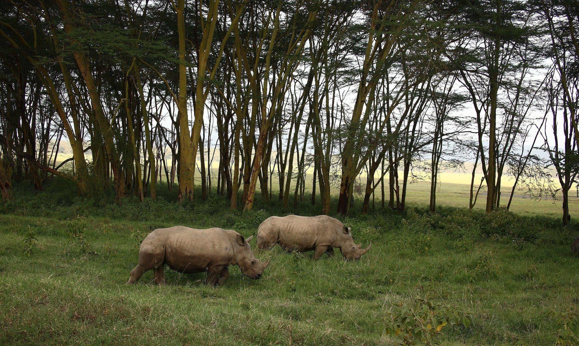 Sarova Lion Hill Game Lodge Nakuru Exterior foto